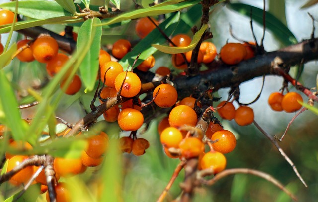 Sanddorn Frucht Großaufnahme